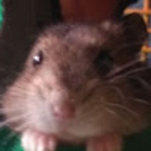 Meet your Posher, Jess